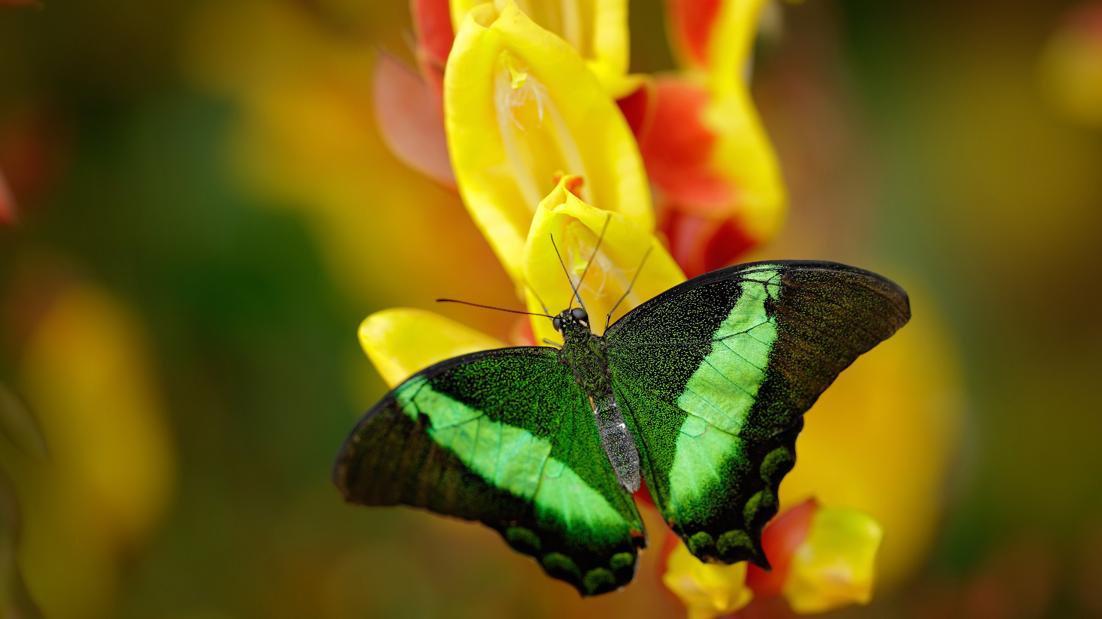布雷默存在感拉满！皇马巧妙运作，从阿森纳手中夺走心仪目标